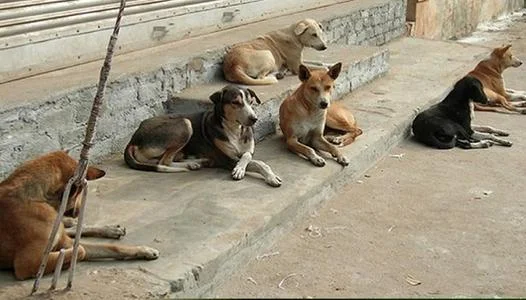 ملف الكلاب الضالة في مصر