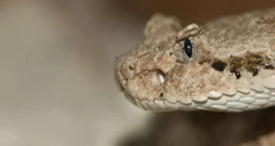 لدغة ثعبان