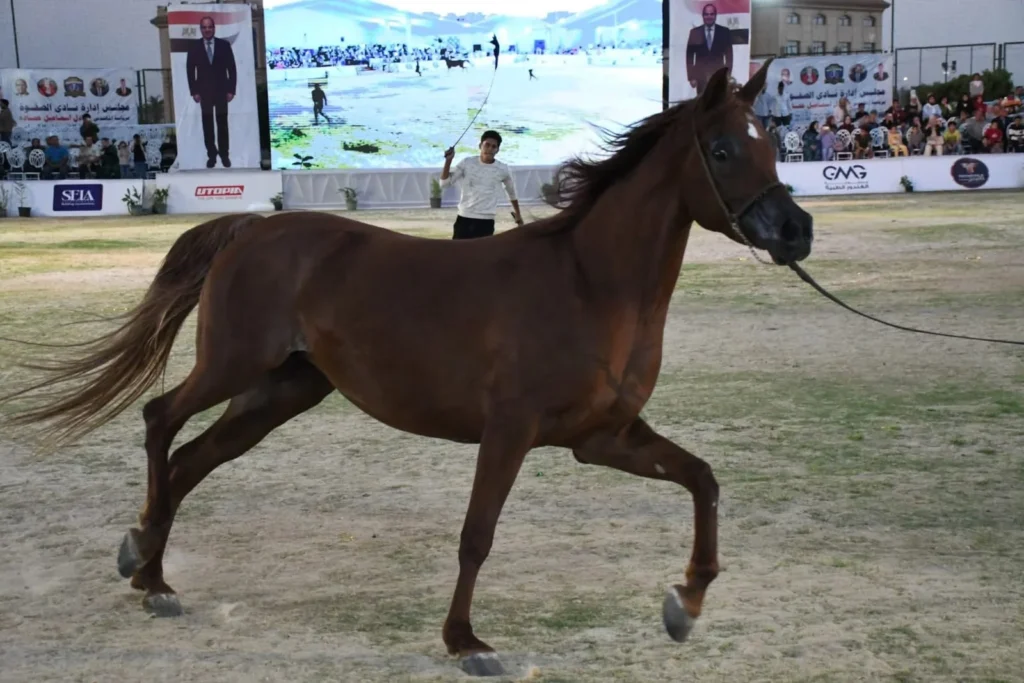مهرجان الشرقية للخيول العربية الأصيلة1